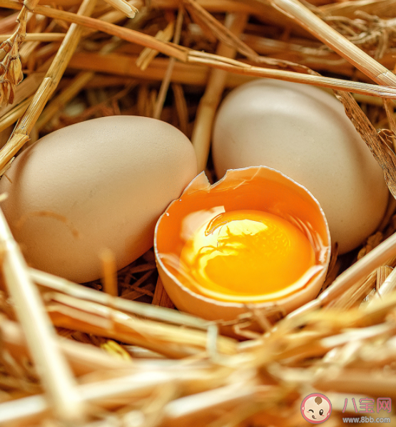 土鸡蛋|孩子吃土鸡蛋比吃普通鸡蛋营养更好吗 怎么分辨真假土鸡蛋