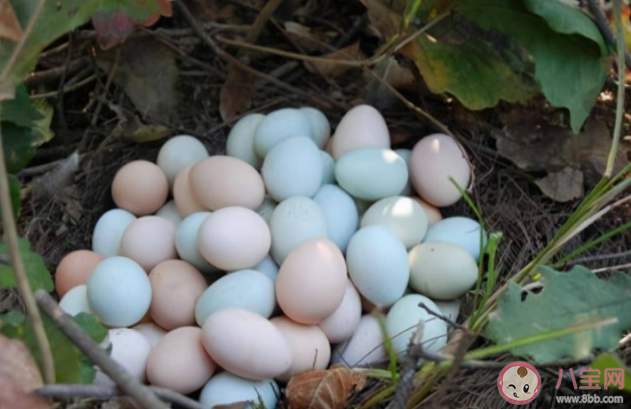 孩子吃土鸡蛋比吃普通鸡蛋营养更好吗 怎么分辨真假土鸡蛋