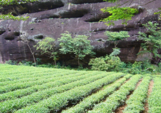 世界茶树发源地的核心地区在哪个地方 蚂蚁新村5月10日正确答案