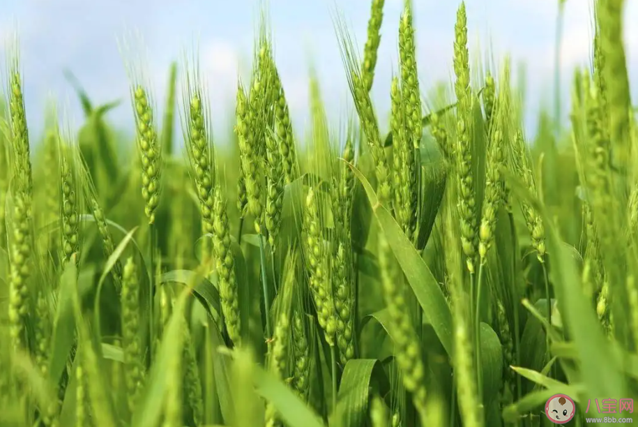 如何看待割小麦做青贮饲料 小麦应该成为青储饲料吗