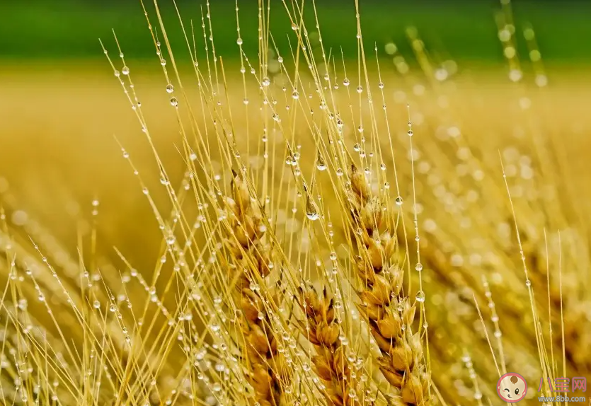 如何看待割小麦做青贮饲料 小麦应该成为青储饲料吗