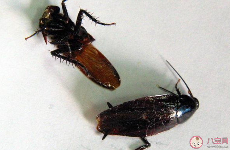 为什么平时打蟑螂很难打中 蚂蚁庄园5月27日答案最新