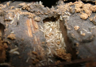 白蚁入侵房屋怎么处理 怎么避免白蚁入侵