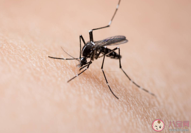 蚊子包|蚊子包越大毒性越大吗 被蚊子咬起大包怎么办