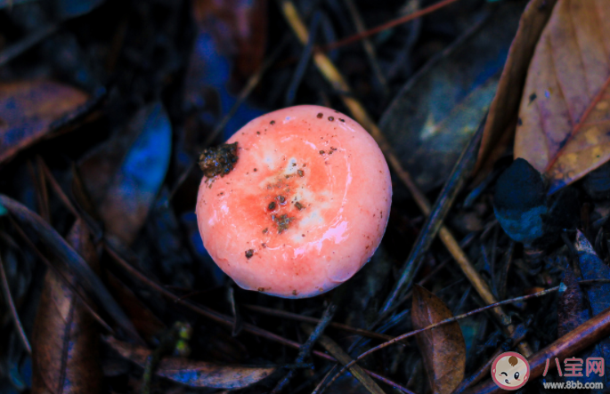 无毒野生菌能人工栽培吗 毒蘑菇的8大认知误区