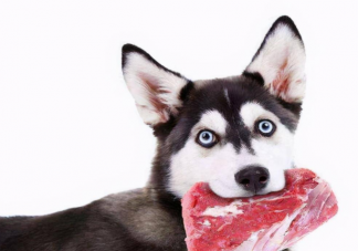 宠物猫狗可以吃生肉吗 给宠物吃生肉要注意什么