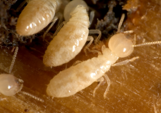 白蚁就是白色的蚂蚁吗 入侵家中的白蚁可以被消灭吗
