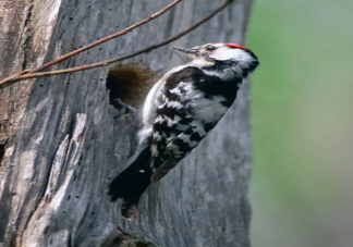 啄木鸟疯狂啄树为什么不得脑震荡 啄木鸟为什么喜欢啄树