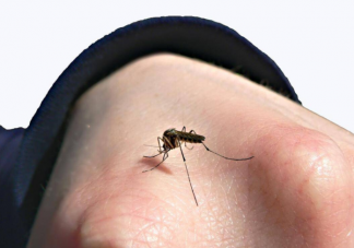 今年蚊子为什么明显变少了 蚊子是哪里来的