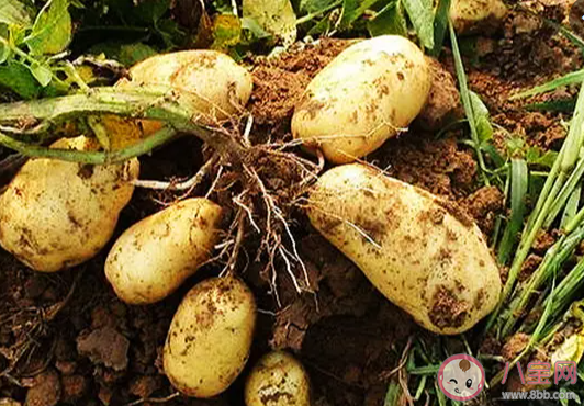 延长土豆的保存期怎样存放蚂蚁庄园 8月10日答案介绍