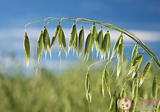 燕麦是一种什么样的食物 燕麦与小麦相比哪种更健康