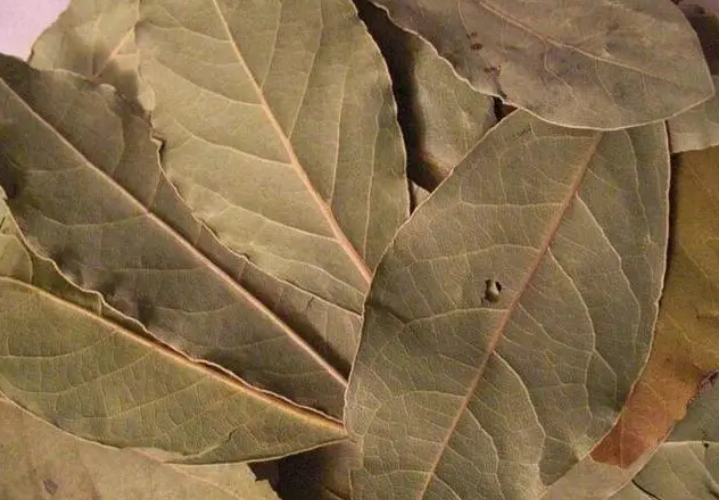 烹饪美食常用的香叶是哪种树的叶子 蚂蚁庄园8月12日答案最新