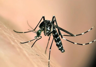 今夏为什么蚊子变少了 蚊子在40度高温下会被热死吗