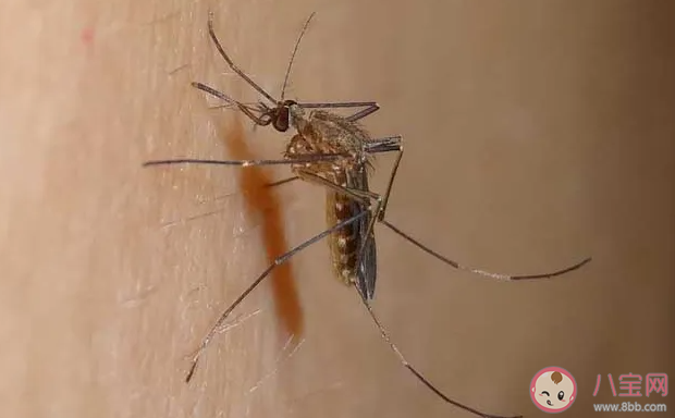 今年的蚊子|今年的蚊子是被热死了吗 高温会导致蚊子变少吗