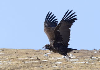 秃鹫为什么不吃活的动物 秃鹫怎么判断死活的