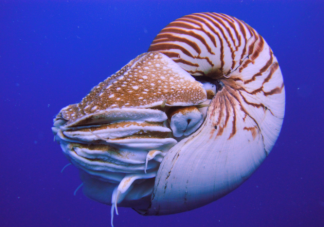 鹦鹉螺是海螺吗 蚂蚁森林神奇海洋9月23日答案
