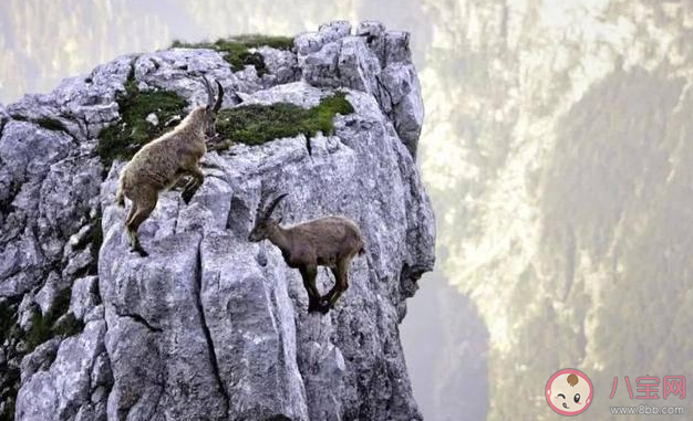 河南辉县近百只山羊接连跳崖坠亡是怎么回事 山羊为何会跳崖