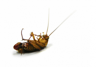 1只蟑螂1年可繁衍出1000万只蟑螂 有一只蟑螂就有一窝吗