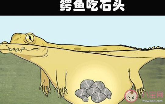 为什么鳄鱼爱吃石块蚂蚁庄园 小课堂9月29日答案最新