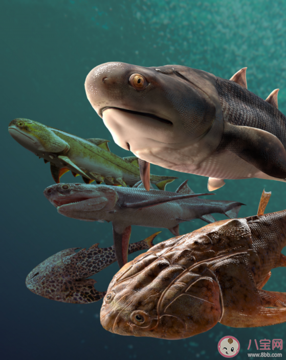 从鱼到人有了关键证据是什么意思 最新发现的五种古鱼是什么