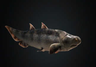 我国科学家证实人类是从鱼进化来的 从鱼到人演化过程是怎样的