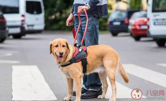 路上遇到导盲犬可以投喂食物和抚摸吗 蚂蚁庄园10月11日答案最新