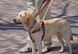 蚂蚁庄园路上遇到导盲犬可以投喂食物和抚摸吗 10月11日答案解析