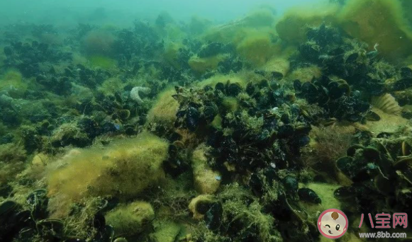 以下哪个是牡蛎礁主要的生态服务功能 蚂蚁森林神奇海洋10月13日答案