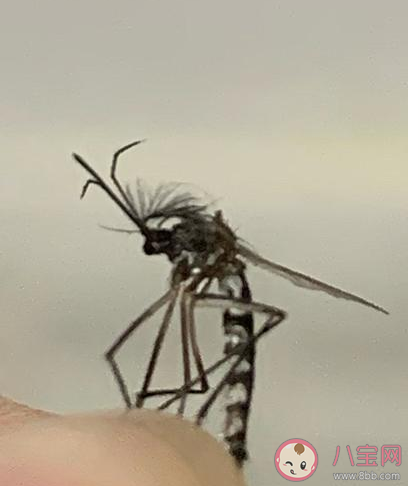 蚊子|蚊子真的有头发吗 关于蚊子这些你知道吗