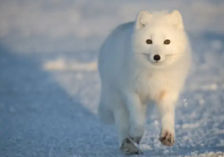 南京一市民在路边捡到北极狐 北极狐是保护动物吗