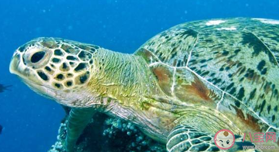 救助海龟需要采血时最合适的位置是尾部还是颈部 蚂蚁森林神奇海洋10月25日答案