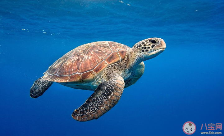 救助海龟需要采血时最合适的位置是颈部还是尾部 神奇海洋10月25日答案
