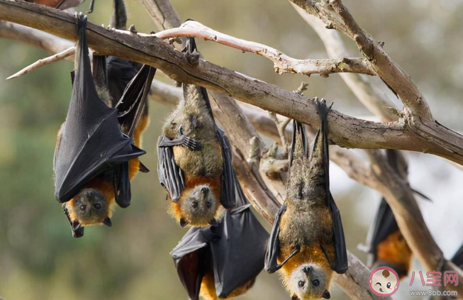 蝙蝠总是倒挂着睡觉是有助于迅速起飞还是能让大脑清醒 蚂蚁庄园10月26日答案