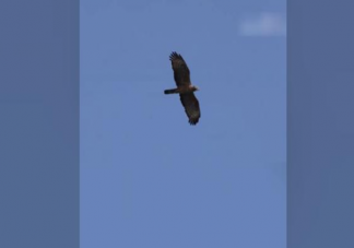 东北出现罕见鹰柱鹰河奇景是怎么回事 老鹰的生活习性是怎样的