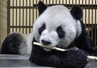 大陆赠台大熊猫状况不佳躺地进食是怎么回事 熊猫团团病情状况