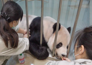 团团疑有恶性肿瘤用脚拖行前进 熊猫为什么会患肿瘤