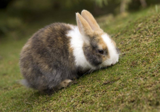 男子捡回3只兔子7个月繁殖近百只 兔子繁殖速度有多快