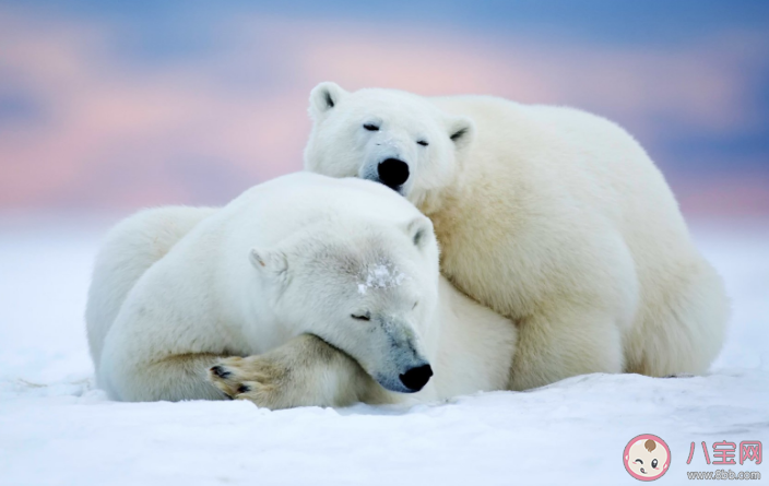 北极熊大熊猫哪种动物会冬眠 蚂蚁庄园11月12日答案