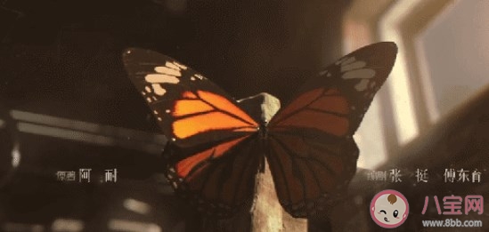 《风吹半夏》片头蝴蝶有什么含义 虎斑蝶代表着什么