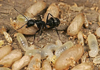 研究发现蚂蚁也产奶 蚂蚁也是哺乳动物吗