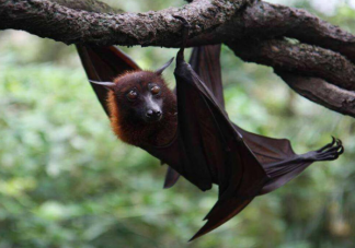 蝙蝠眼镜猴哪种哺乳动物会飞 蚂蚁庄园12月27日问题答案