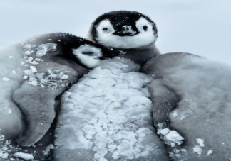 蚂蚁森林企鹅抱团取暖时最外层的会冻伤吗 神奇海洋12月26日答案