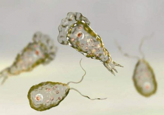 感染食脑虫有什么症状表现 如何预防食脑虫感染