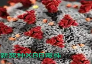 杭州入境人员中发现XBB毒株是真的吗 XBB毒株会提升重症率和死亡率吗
