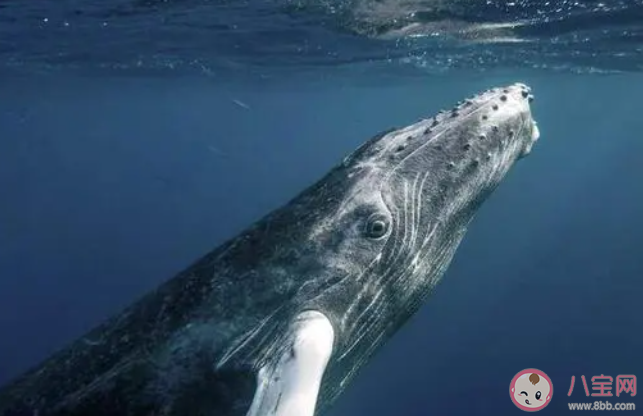 海洋中的鲸也需要睡觉吗 神奇海洋1月7日答案