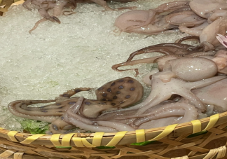 网友称吃火锅遇剧毒蓝环章鱼是怎么回事 蓝环章鱼的毒性有多强煮熟能吃吗