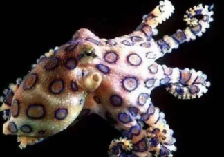 蓝环章鱼的毒性有多强 蓝环章鱼和普通章鱼区别是什么