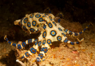 蓝环章鱼毒性是眼镜蛇的50倍是真的吗 蓝环章鱼有什么特征