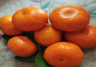 妈妈买900斤橘子等女儿回家过年是怎么回事 砂糖橘吃太多会怎样