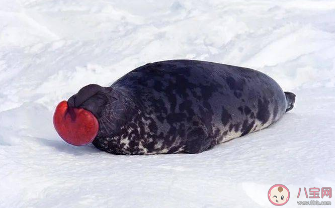 蚂蚁森林哪种情况下冠海豹的鼻子会冒出红色气球 神奇海洋1月29日答案